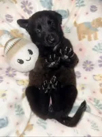 AKC Teal Collar , a female Belgian Malinois for sale in Trenton, GA – Photo 4 of 5