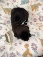 AKC Teal Collar , a female Belgian Malinois for sale in Trenton, GA – Photo 5 of 5