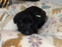 AKC Teal Collar , a female Belgian Malinois for sale in Trenton, GA – Photo 2 of 5