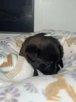 AKC Teal Collar , a female Belgian Malinois for sale in Trenton, GA – Photo 3 of 5