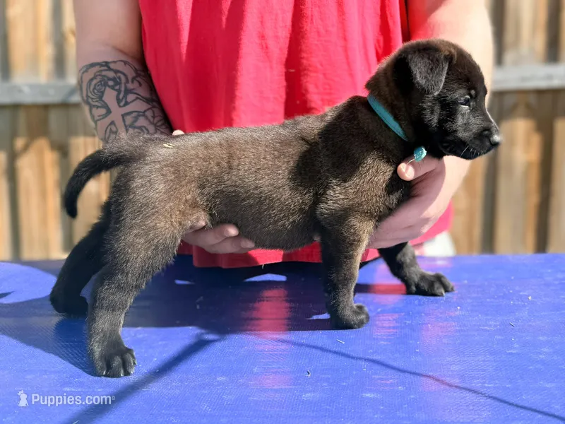 AKC Teal Collar  – Belgian Malinois puppy on hold in Trenton, GA