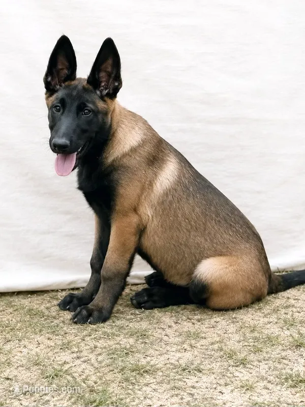 AKC Belgian Malinois - Blue Collar – Belgian Malinois puppy for sale in Trenton, GA