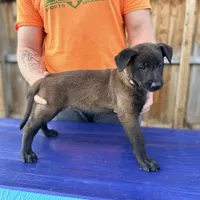 White Collar, a male Belgian Malinois for sale in Trenton, GA – 3 of 3
