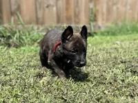 Red Collar , a male German Shepherd Dog and Dutch Shepherd for sale in Trenton, GA – 7 of 9
