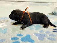 Orange Collar, a male German Shepherd Dog and Dutch Shepherd for sale in Trenton, GA – Photo 2 of 5
