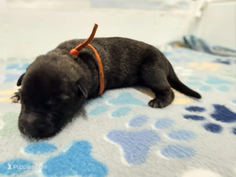Orange Collar – German Shepherd Dog, Dutch Shepherd puppy for sale in Trenton, GA