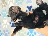 Orange Collar, a male German Shepherd Dog and Dutch Shepherd for sale in Trenton, GA – Photo 5 of 5