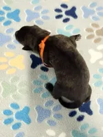 Orange Collar, a male German Shepherd Dog and Dutch Shepherd for sale in Trenton, GA – Photo 3 of 5