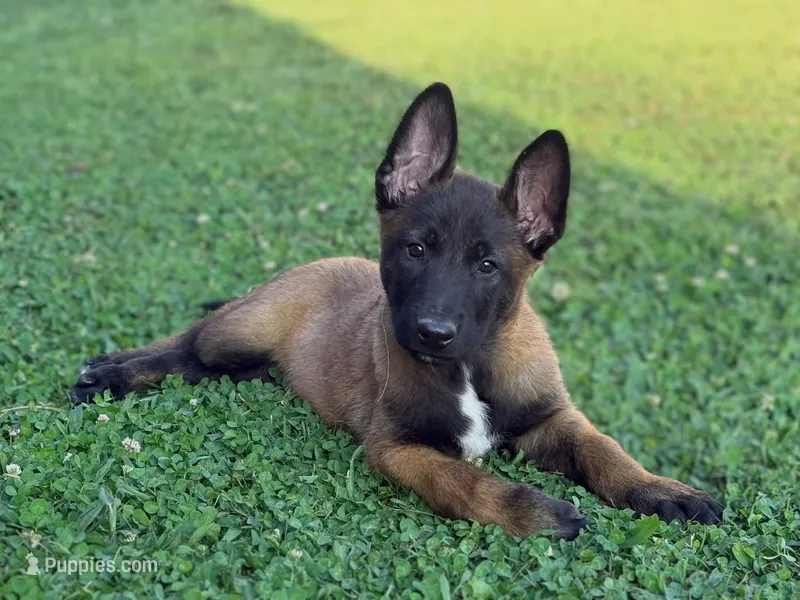 AKC Belgian Malinois Puppy – Belgian Malinois puppy for sale in Trenton, GA
