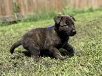 Blue Collar, a male German Shepherd Dog and Dutch Shepherd for sale in Trenton, GA – 7 of 7
