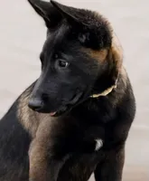 AKC Belgian Malinois - White Collar, a male Belgian Malinois for sale in Trenton, GA – 3 of 4