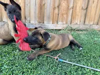 AKC Belgian Malinois - Blue Collar, a male Belgian Malinois for sale in Trenton, GA – 5 of 9