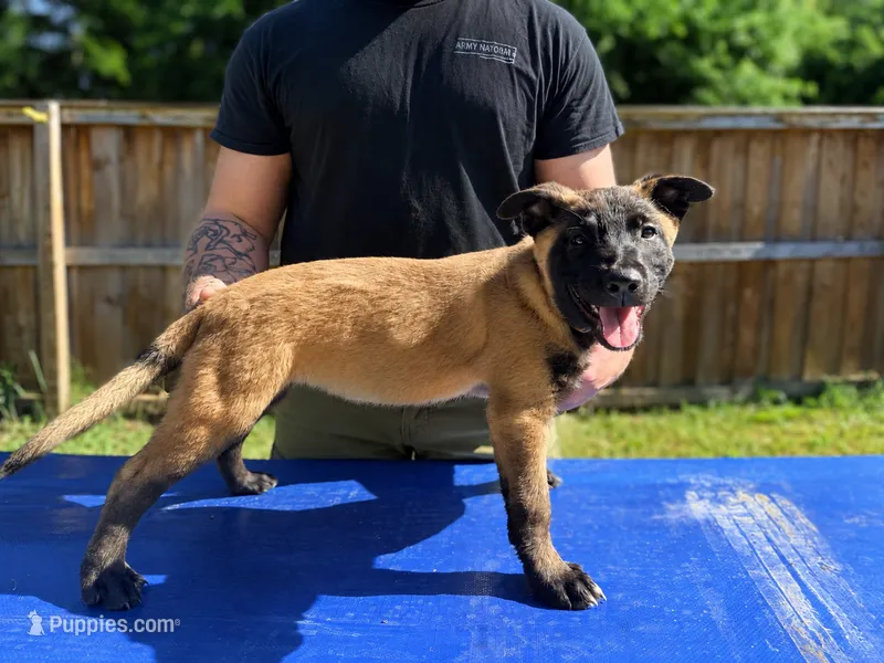 AKC Belgian Malinois -  Brown Collar – Belgian Malinois puppy for sale in Trenton, GA