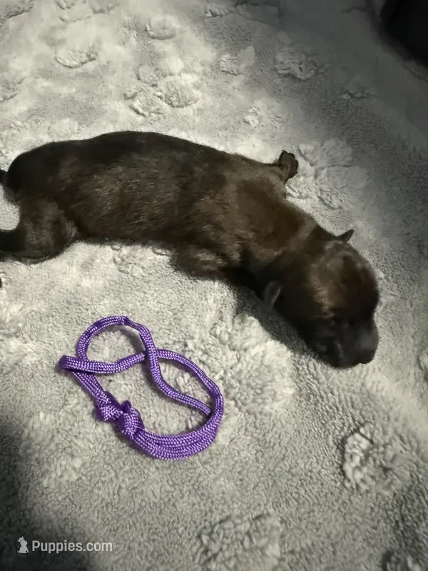 AKC Belgian Malinois Puppy - Purple Collar – Belgian Malinois puppy for sale in Trenton, GA