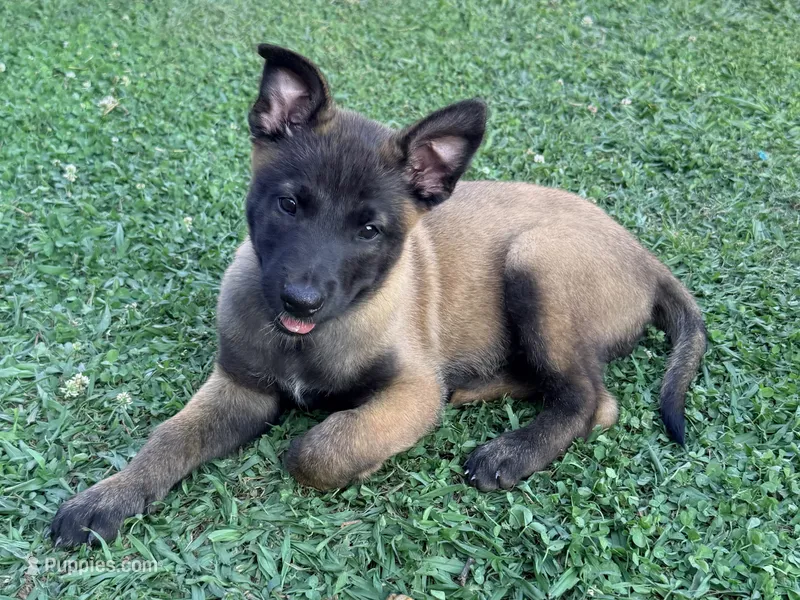AKC Belgian Malinois -  Brown Collar – Belgian Malinois puppy for sale in Trenton, GA