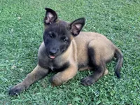 AKC Belgian Malinois -  Brown Collar, a male Belgian Malinois for sale in Trenton, GA – 2 of 9