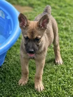 Pink Collar, a female German Shepherd Dog and Dutch Shepherd for sale in Trenton, GA – 2 of 5