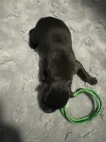 AKC Belgian Malinois Puppy - Green Collar, a male Belgian Malinois for sale in Trenton, GA – 6 of 6