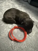 AKC Belgian Malinois Puppy - Red Collar, a female Belgian Malinois for sale in Trenton, GA – 4 of 5