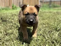 White Collar, a male German Shepherd Dog and Dutch Shepherd for sale in Trenton, GA – 2 of 5