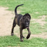 “Wesson” - Red Collar , a male German Shepherd Dog and Dutch Shepherd for sale in Trenton, GA – 1 of 10