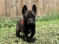 Red Collar , a male German Shepherd Dog and Dutch Shepherd for sale in Trenton, GA – 2 of 9