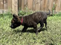 Red Collar , a male German Shepherd Dog and Dutch Shepherd for sale in Trenton, GA – 5 of 9