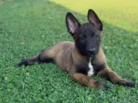 AKC Belgian Malinois - Green Collar, a male Belgian Malinois for sale in Trenton, GA – 5 of 9