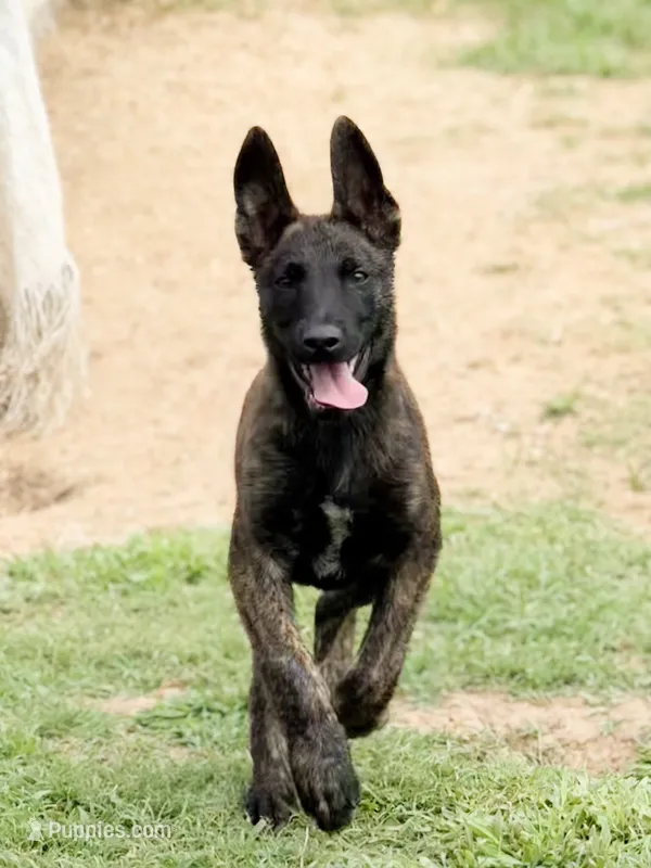 “Savage” – German Shepherd Dog, Dutch Shepherd puppy for sale in Trenton, GA