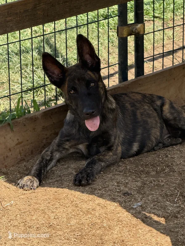 “Canik” - Blue Collar – German Shepherd Dog, Dutch Shepherd puppy for sale in Trenton, GA