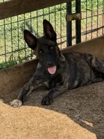 “Canik” - Blue Collar, a male German Shepherd Dog and Dutch Shepherd for sale in Trenton, GA – 1 of 9