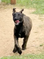 “Savage”, a male German Shepherd Dog and Dutch Shepherd for sale in Trenton, GA – 3 of 3