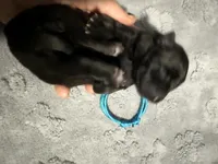 AKC Belgian Malinois Puppy - Teal Collar, a female Belgian Malinois for sale in Trenton, GA – 2 of 4