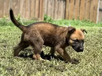 White Collar, a male German Shepherd Dog and Dutch Shepherd for sale in Trenton, GA – 4 of 5