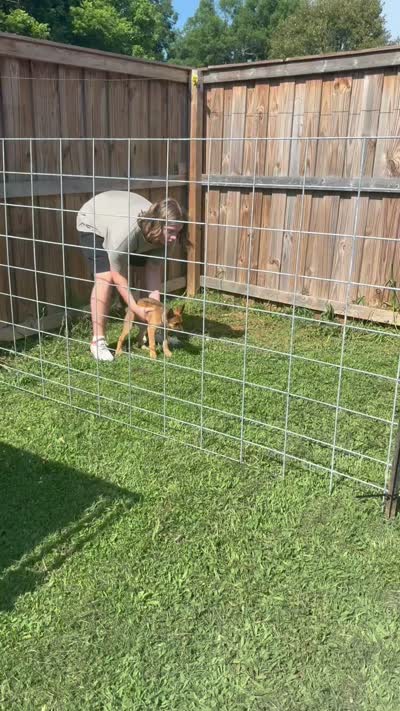 “Sig” - Lavender Collar, a female German Shepherd Dog and Dutch Shepherd for sale in Trenton, GA – 3 of 3