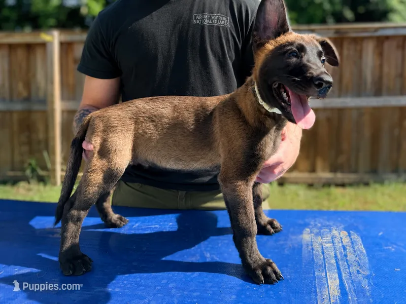 White Collar – Belgian Malinois puppy for sale in Trenton, GA