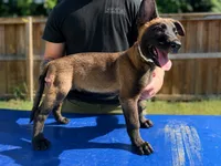 White Collar, a male Belgian Malinois for sale in Trenton, GA – 1 of 3