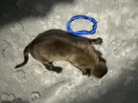 AKC Belgian Malinois Puppy - Blue Collar, a male Belgian Malinois for sale in Trenton, GA – 4 of 4
