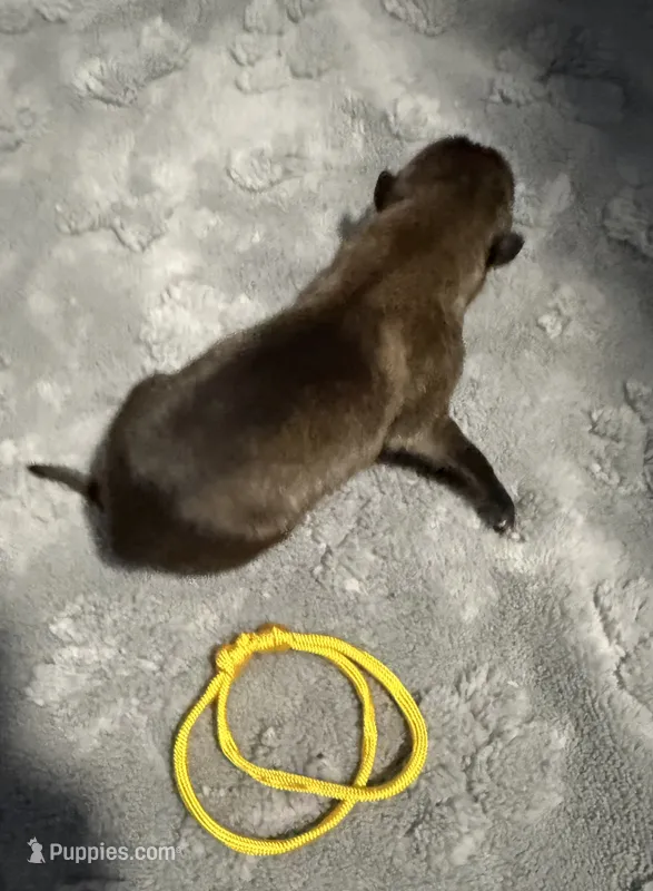 AKC Belgian Malinois Puppy - Yellow Collar – Belgian Malinois puppy for sale in Trenton, GA