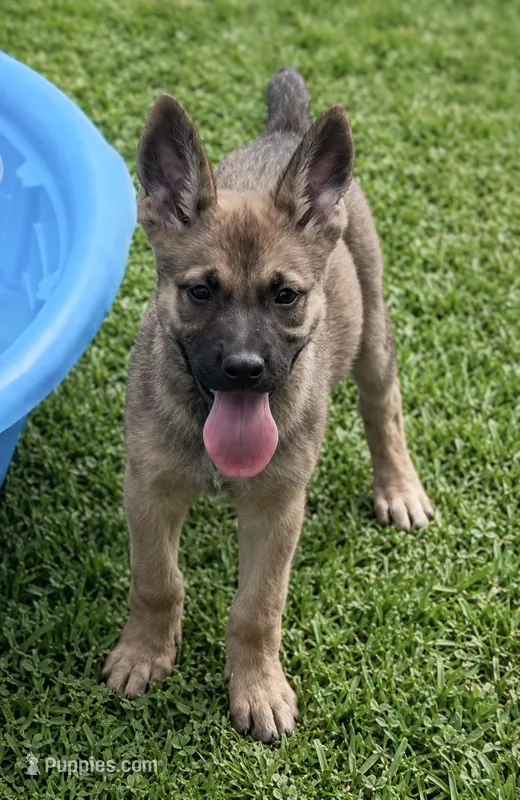 Pink Collar – German Shepherd Dog, Dutch Shepherd puppy for sale in Trenton, GA