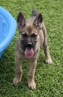 Pink Collar, a female German Shepherd Dog and Dutch Shepherd for sale in Trenton, GA – 1 of 5