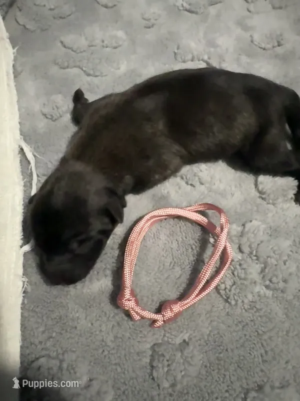 AKC Belgian Malinois Puppy - Pink Collar – Belgian Malinois puppy for sale in Trenton, GA
