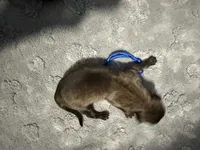 AKC Belgian Malinois Puppy - Blue Collar, a male Belgian Malinois for sale in Trenton, GA – 1 of 4