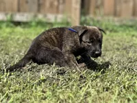 Blue Collar, a male German Shepherd Dog and Dutch Shepherd for sale in Trenton, GA – 4 of 7