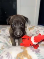 AKC - Blue Collar, a male Belgian Malinois for sale in Trenton, GA – Photo 3 of 10