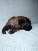 Blue Collae, a male Belgian Malinois for sale in Trenton, GA – Photo 5 of 6