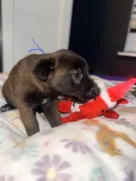 AKC - Blue Collar, a male Belgian Malinois for sale in Trenton, GA – Photo 2 of 10