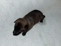 Blue Collae, a male Belgian Malinois for sale in Trenton, GA – Photo 6 of 6