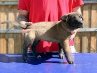 AKC Belgian Malinois - Blue Collar, a male Belgian Malinois for sale in Trenton, GA – 3 of 4
