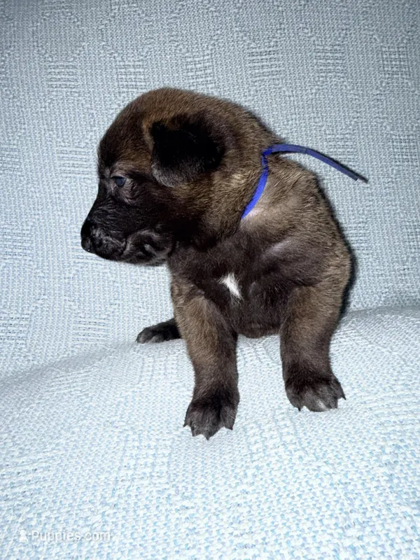 Blue Collae – Belgian Malinois puppy for sale in Trenton, GA